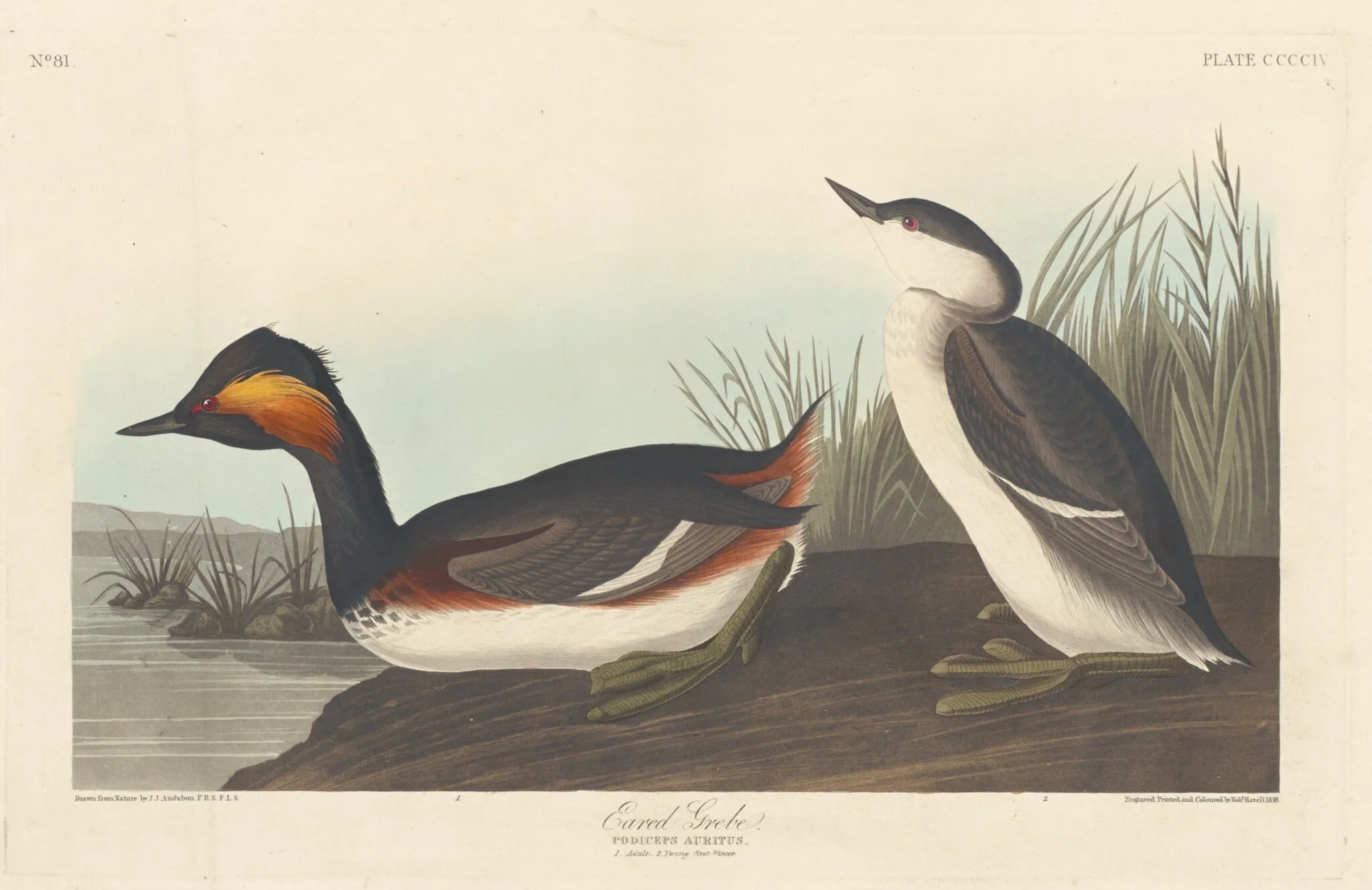 Eared Grebe, by Robert Havell Jr., ink, 1838