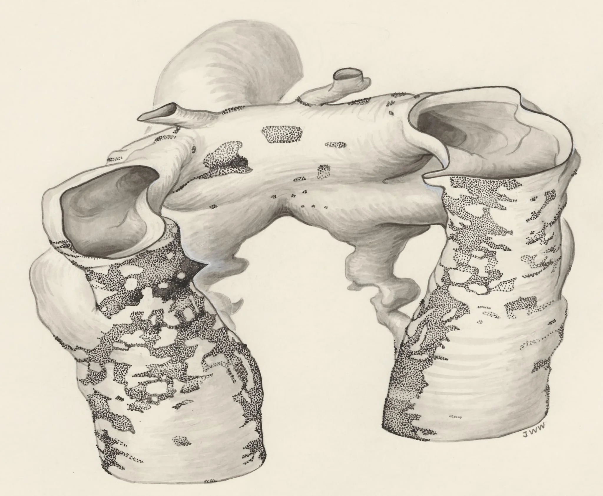 Rat embryo