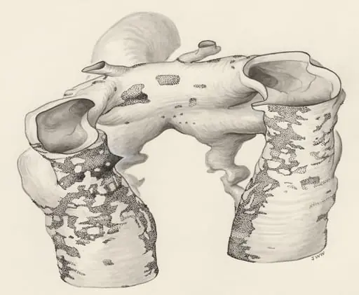 Rat embryo