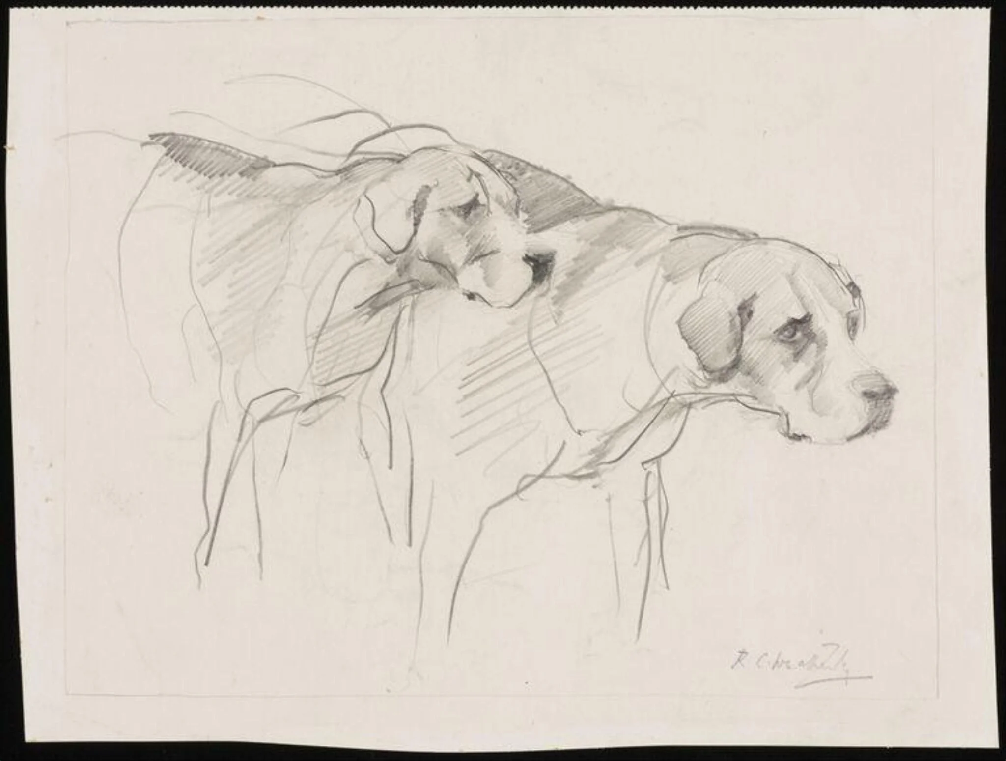 Two foxhounds