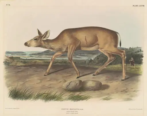 Black-Tailed Deer