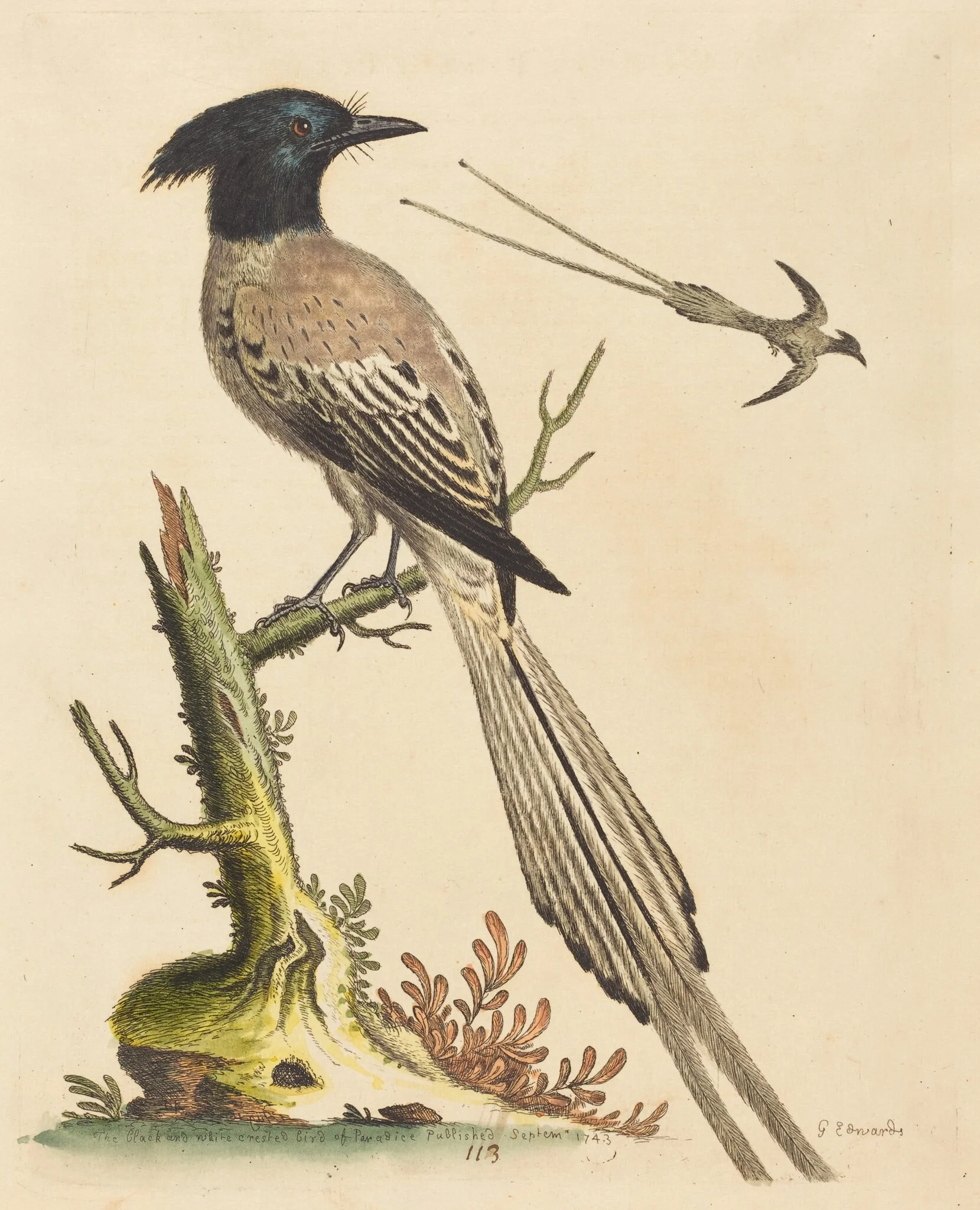 The Black and White Crested Bird of Paradise, by George Edwards, ink, 1743