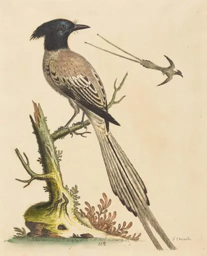 The Black and White Crested Bird of Paradise