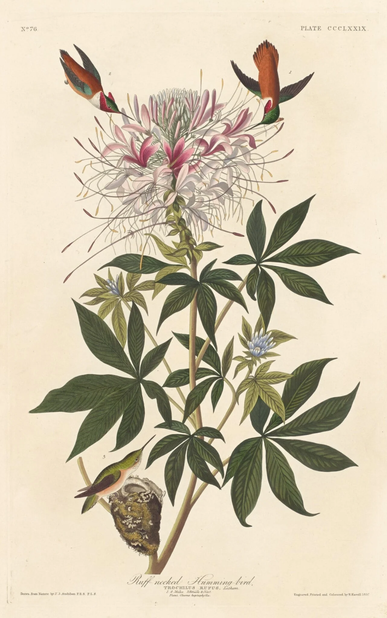 Ruff-necked Humming-bird, by Robert Havell Jr., ink, 1837