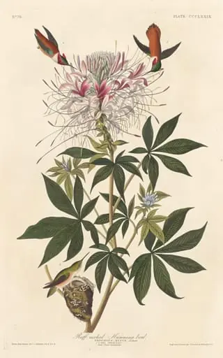 Ruff-necked Humming-bird