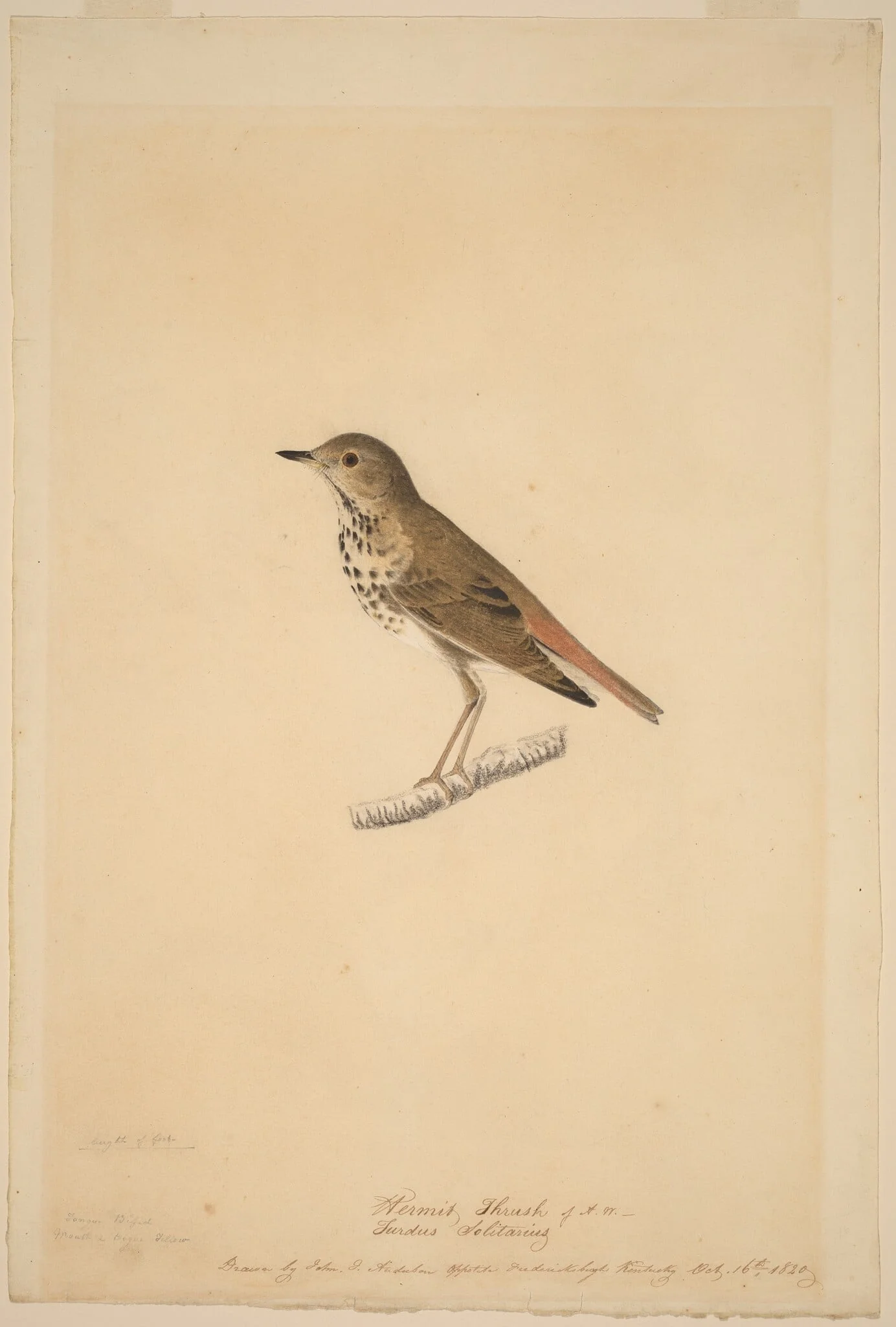 Hermit Thrush, by John James Audubon, chalk, 1820