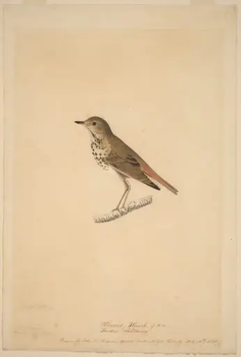 Hermit Thrush