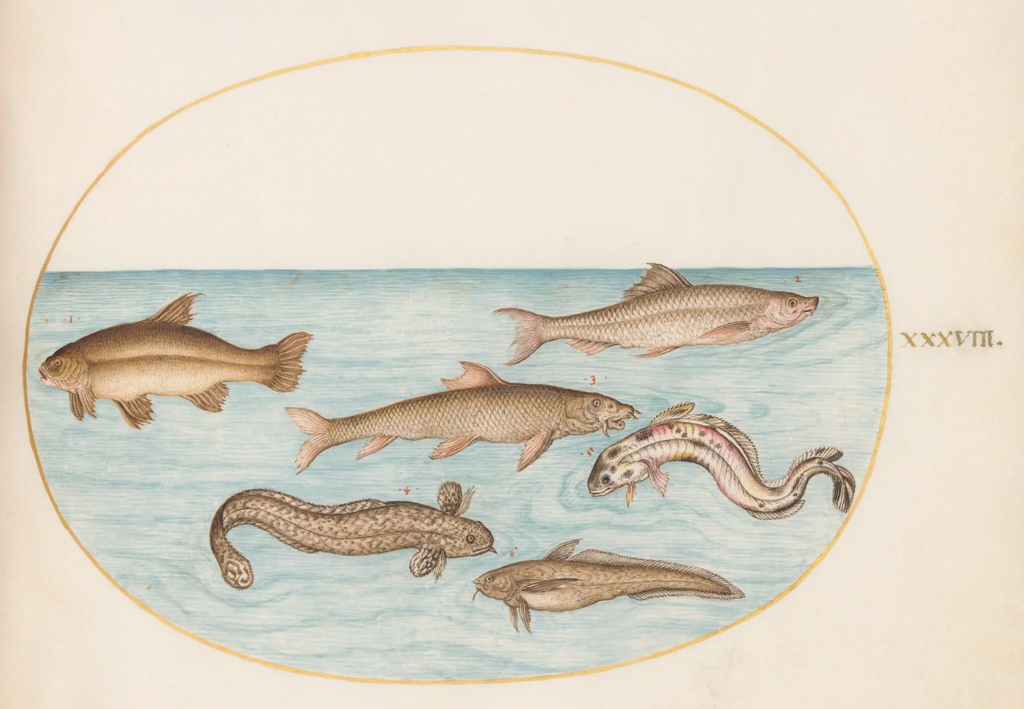 Plate 38: Burbot, Rockling, and Other Fish, by Joris Hoefnagel, gouache, 1594