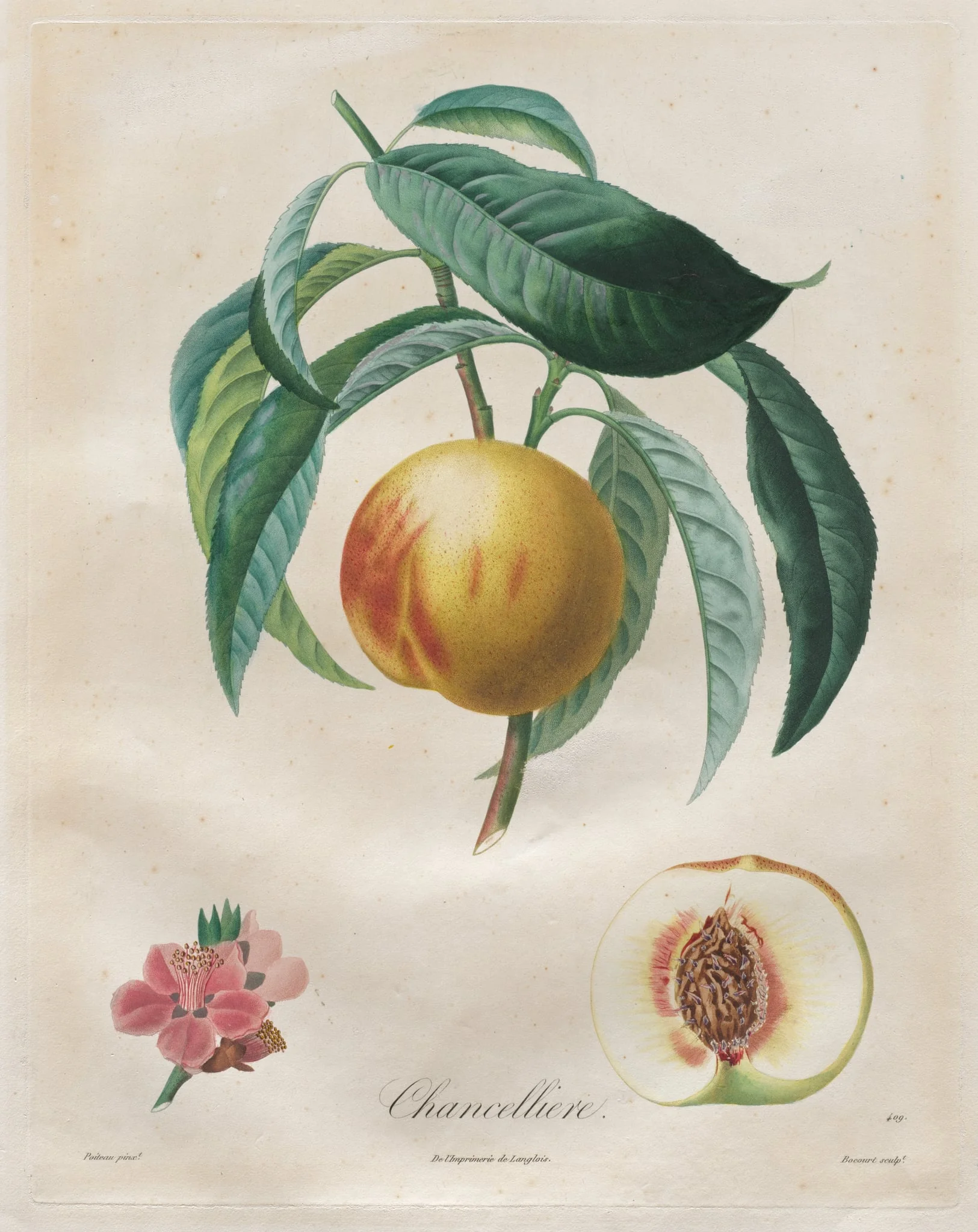 Traité des arbres fruitiers:  Chancellière