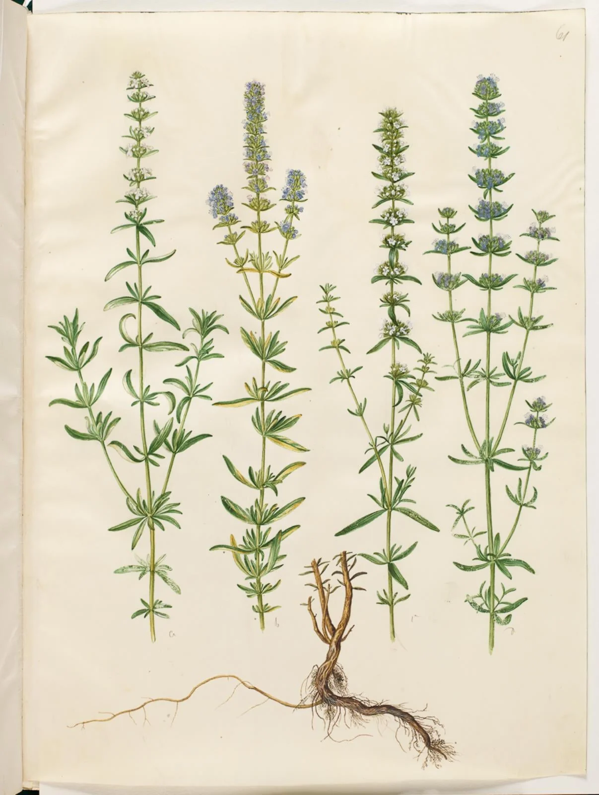 Hyssopus officinalis (ægte isop)