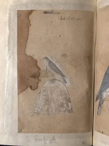Depictions of a Bronze-winged dove and a Goshawk of Northern India