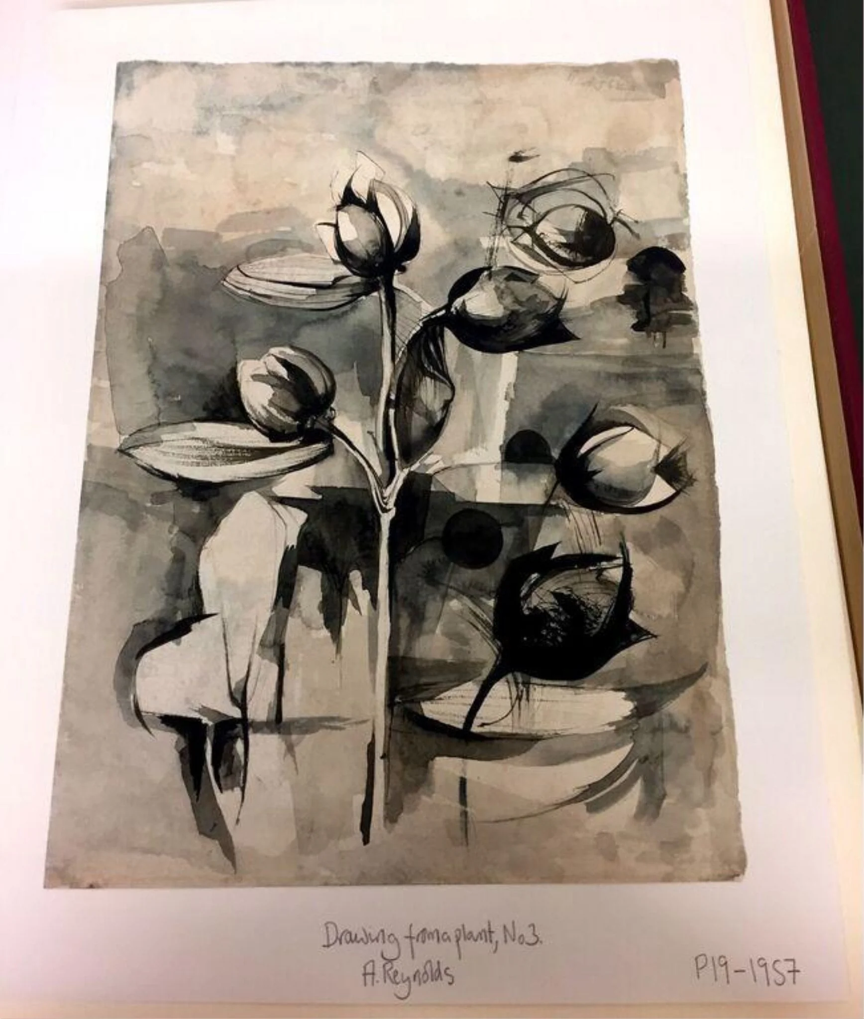 Drawing from a plant, No.3, by Alan Munro Reynolds, 1952