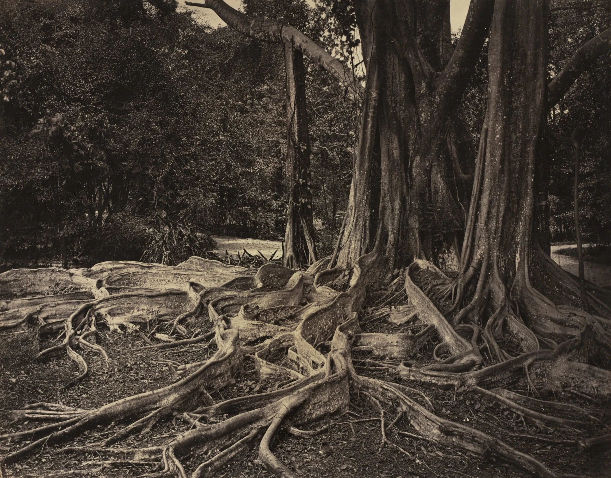 Rubber Tree, Assam, India (Ficus Elastica)