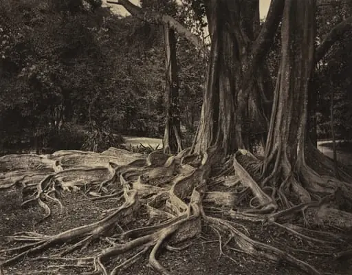 Rubber Tree, Assam, India (Ficus Elastica)