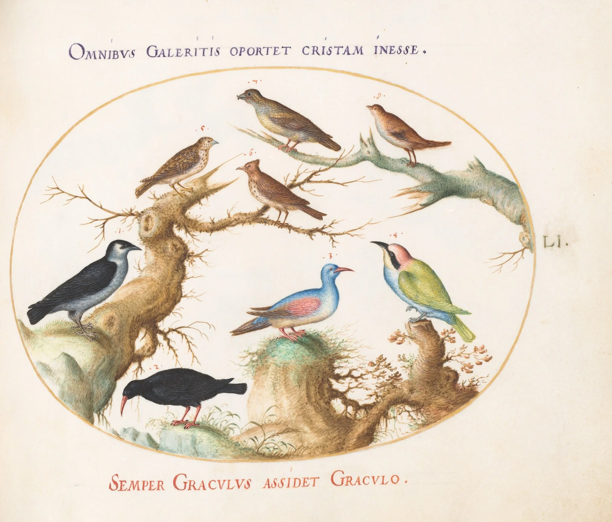 Plate 51: Crossbeak, Chough, Bee-Eater, and Other Birds, by Joris Hoefnagel, gouache, 1594