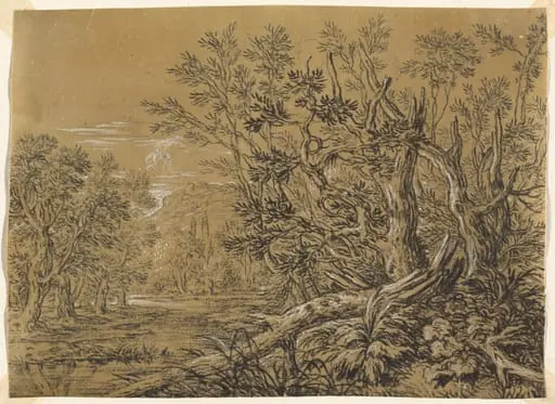 Stream through an Ancient Forest