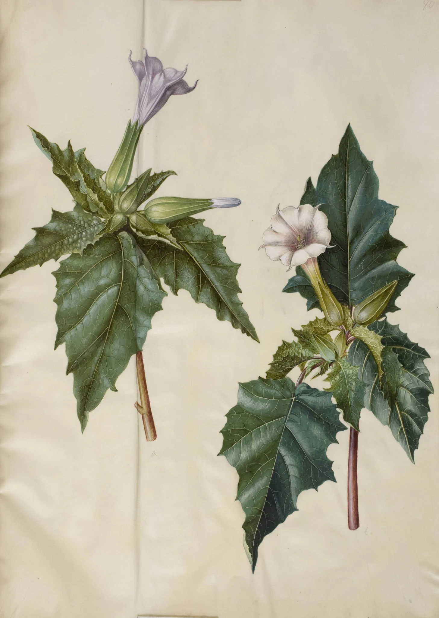 Datura stramonium (almindelig pigæble)