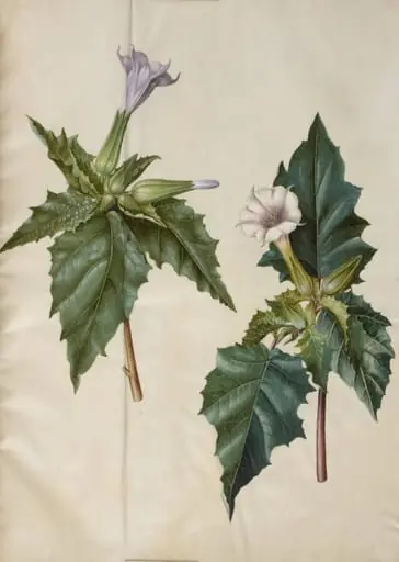 Datura stramonium (almindelig pigæble)