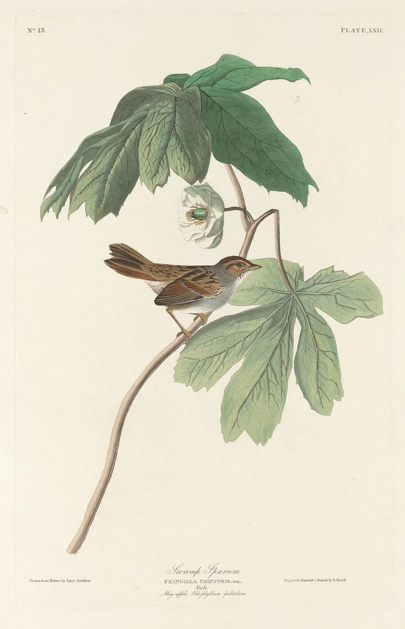Swamp Sparrow, by Robert Havell Jr., ink, 1829