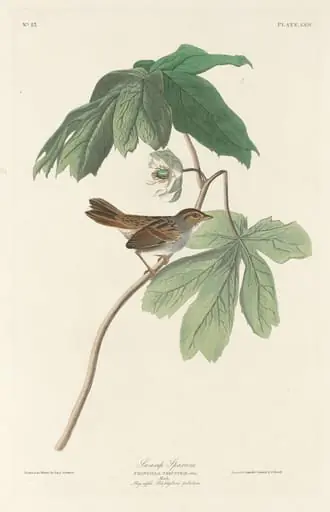 Swamp Sparrow