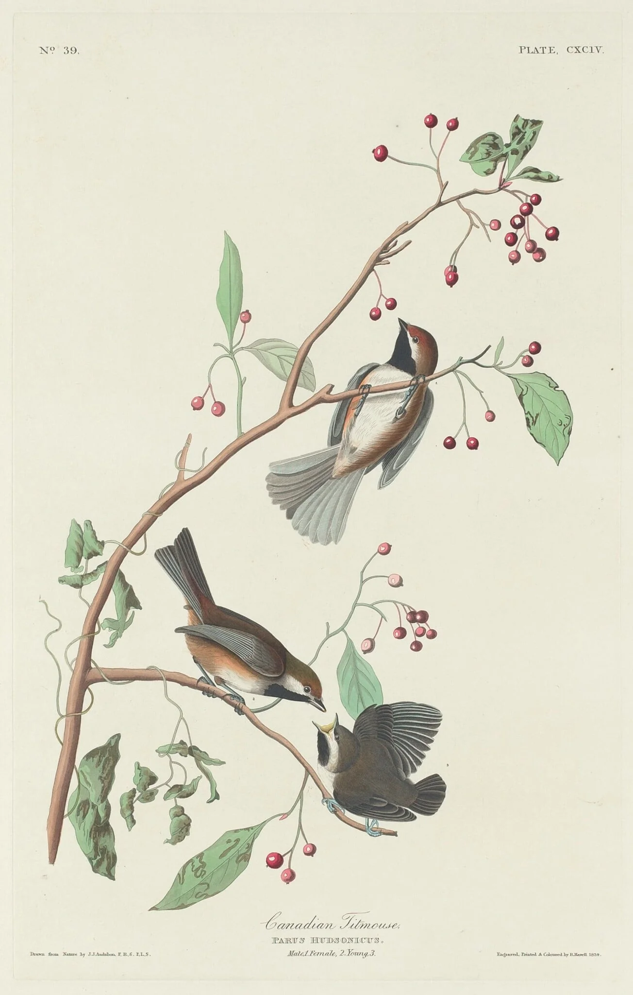 Canadian Titmouse, by Robert Havell Jr., ink, 1834