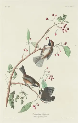 Canadian Titmouse