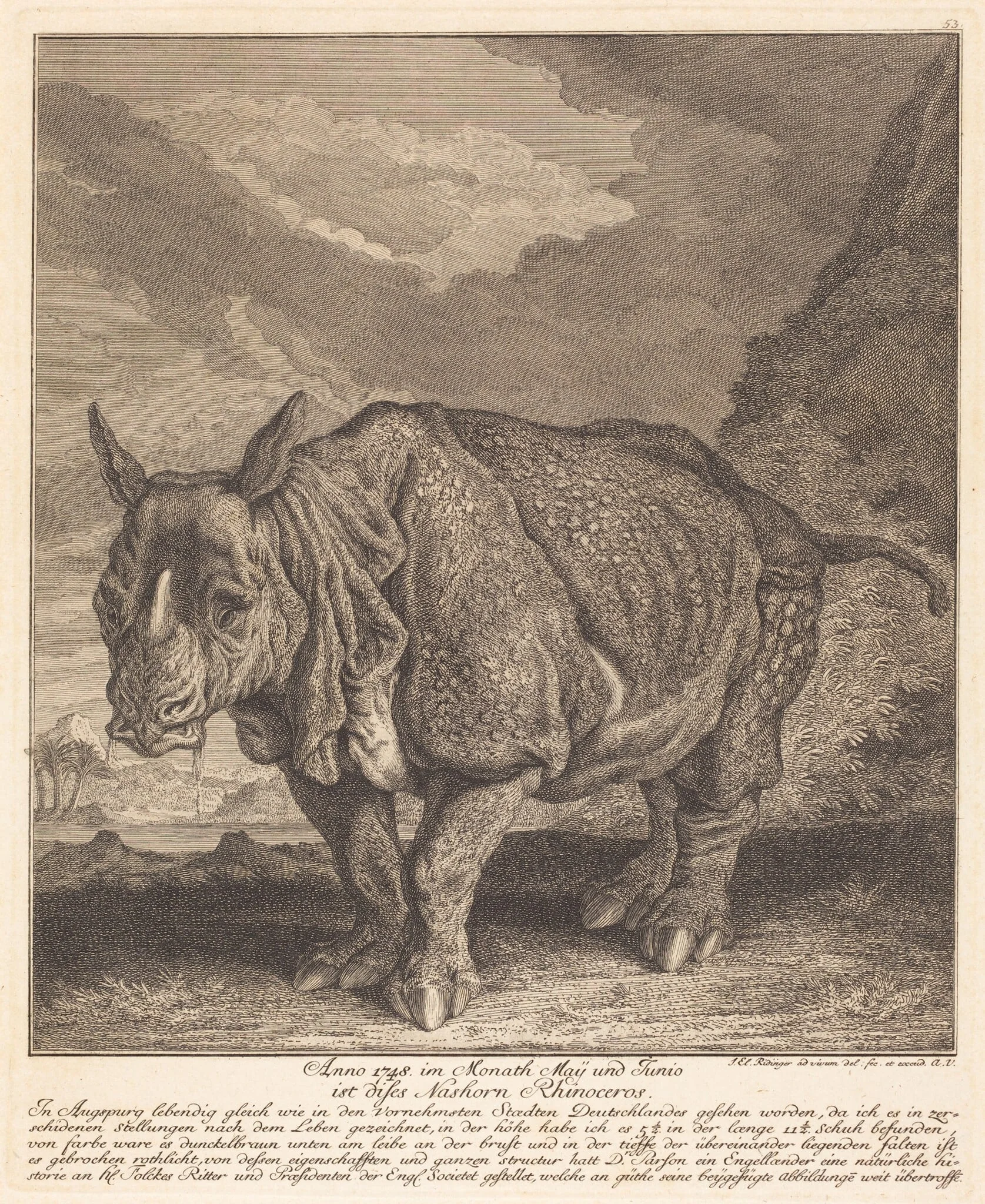 Nashorn Rhinoceros, by Johann Elias Ridinger, ink, 1748