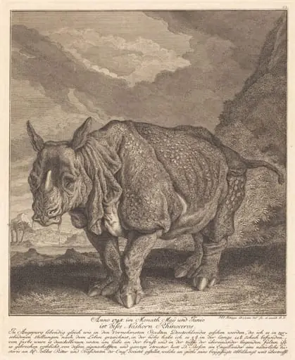 Nashorn Rhinoceros