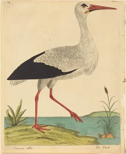 The Stork (Ciconia Alba)