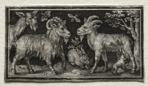 Goats and Hare