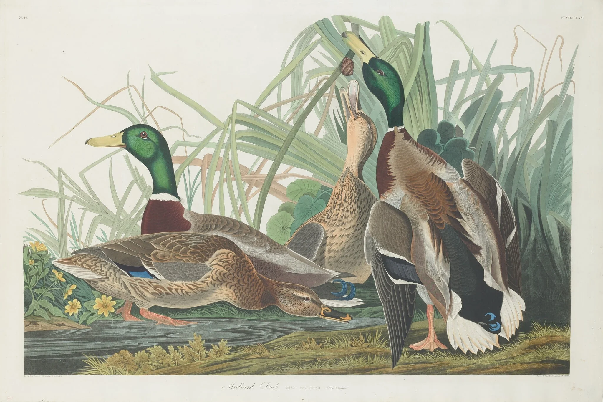 Mallard Duck, by Robert Havell Jr., ink, 1834