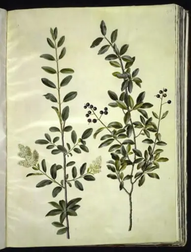 Ligustrum vulgare (almindelig liguster)