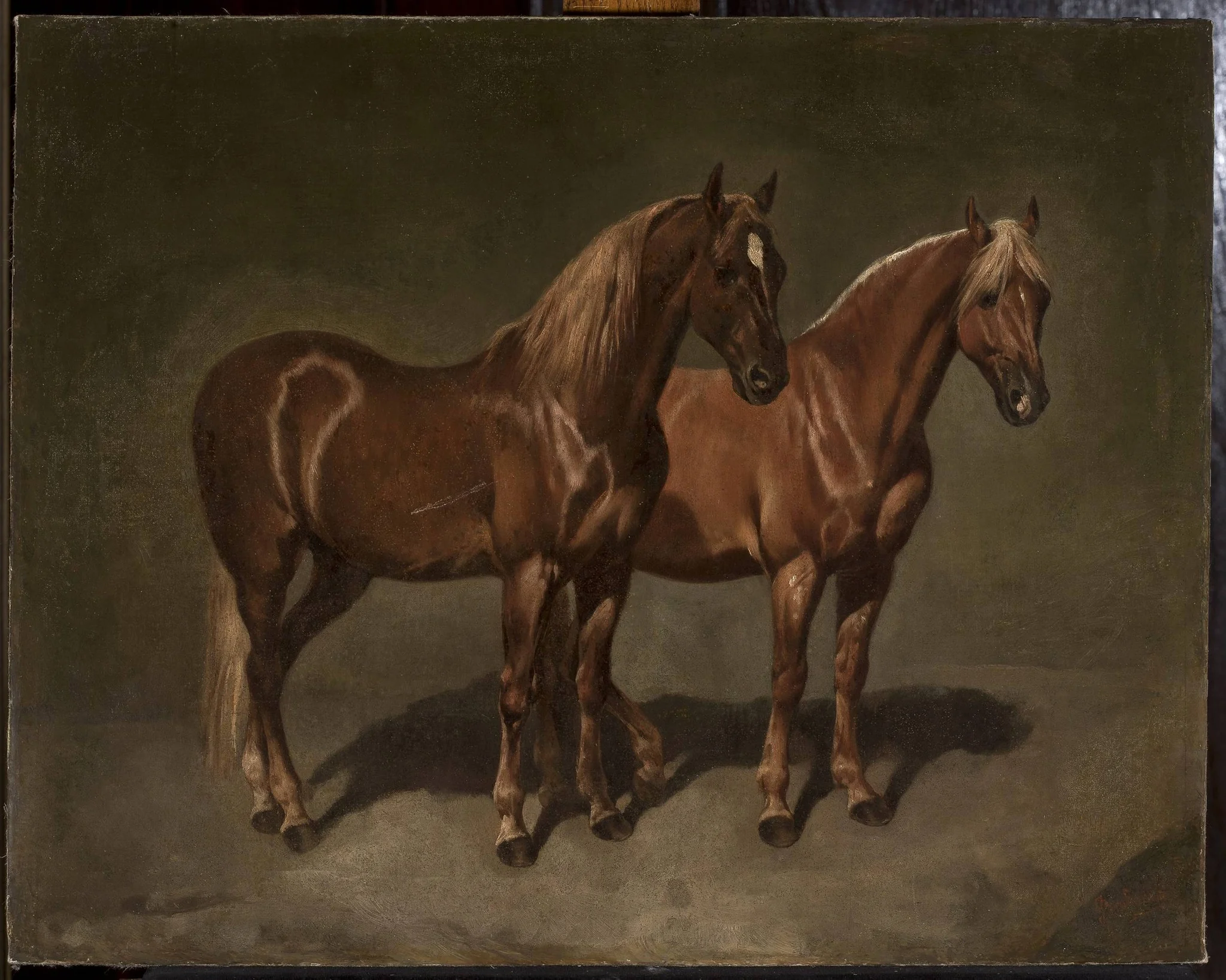 Two horses