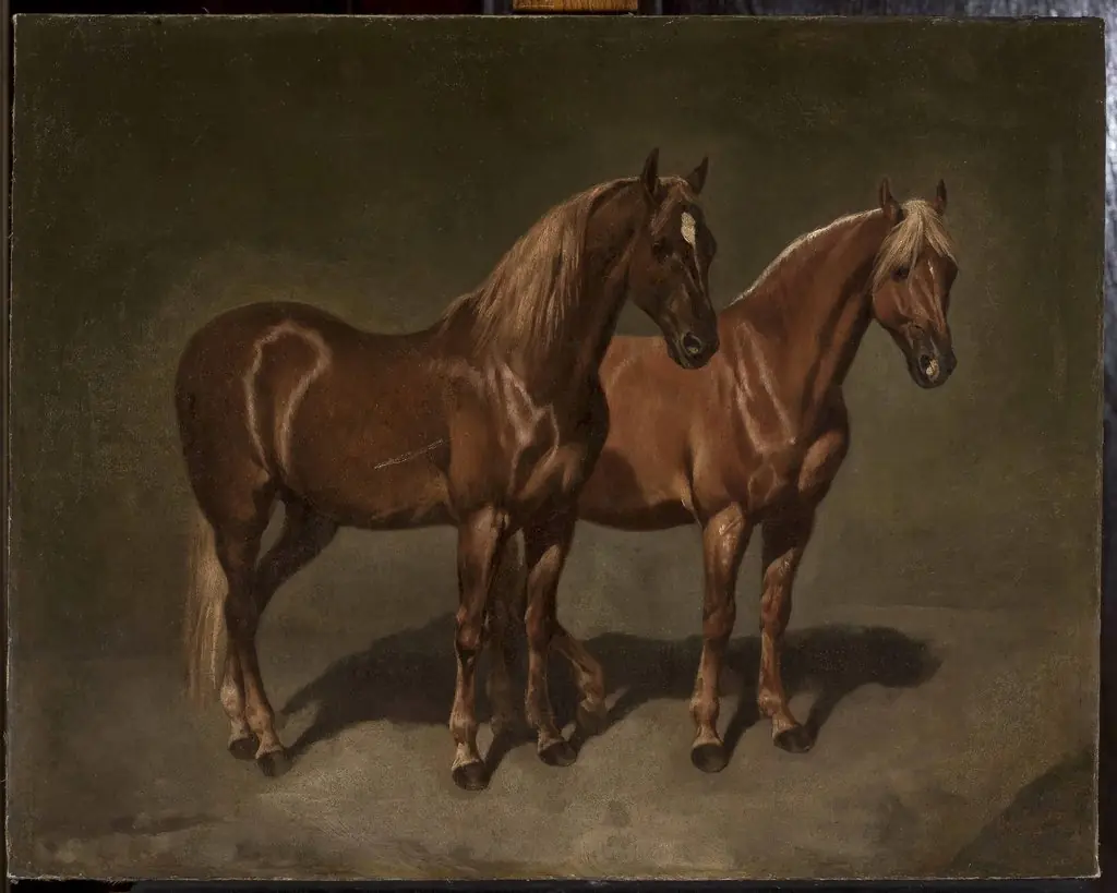Two horses