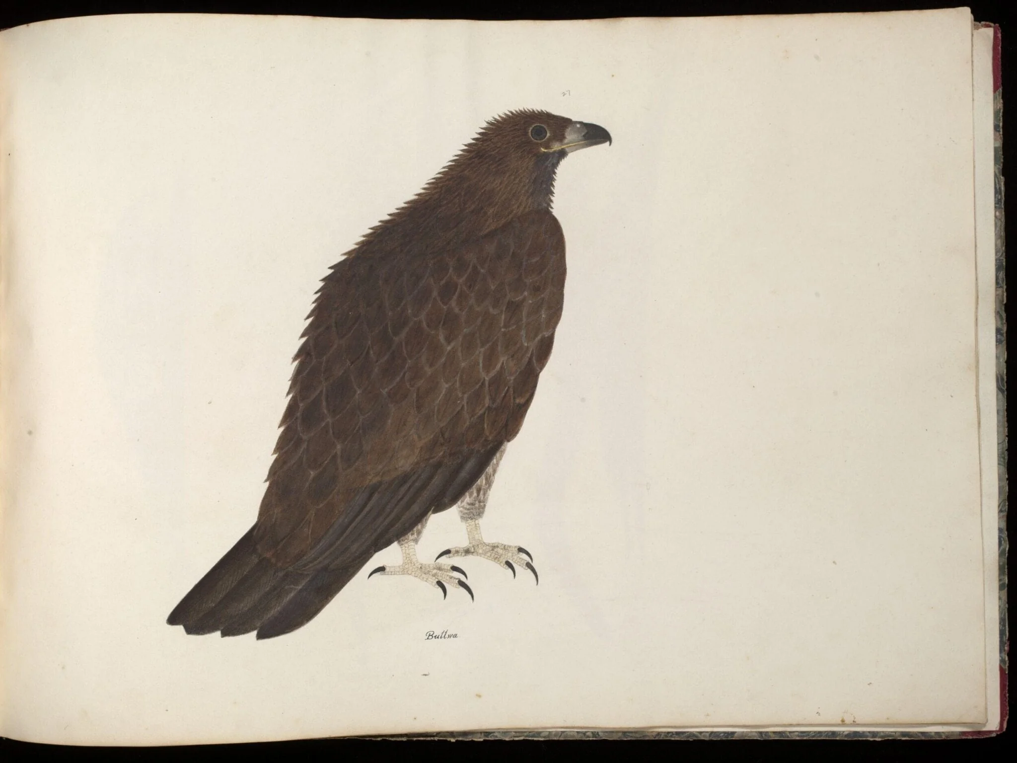 Fishing eagle