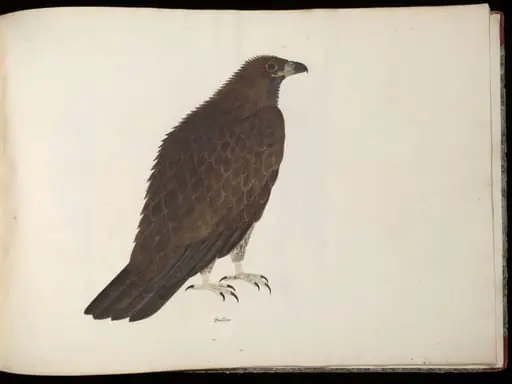 Fishing eagle