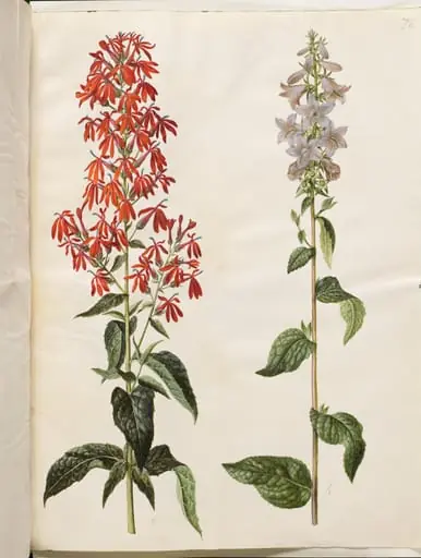Lobelia cardinalis (kardinal-lobelie); Campanula latifolia (bredbladet klokke)