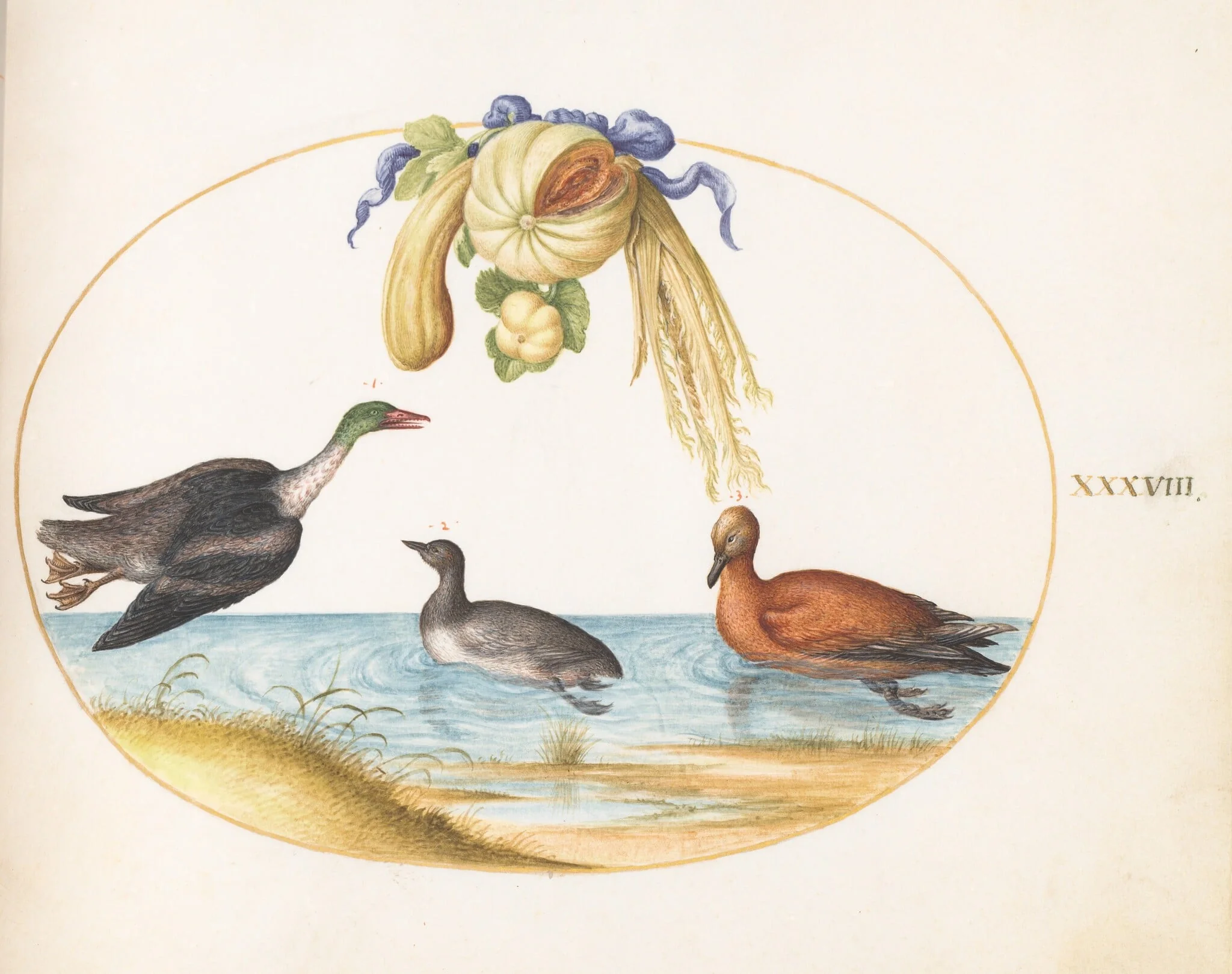 Plate 38: Merganser with Two Other Waterfowl and a Garland of Melons and Gourds, by Joris Hoefnagel, gouache, 1594