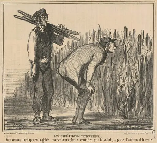 Les inqiétudes du viticulteur