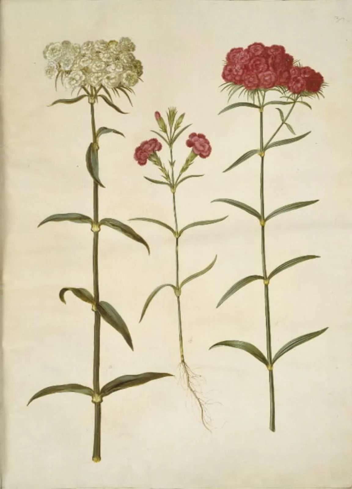 Dianthus barbatus (studenter-nellike); Dianthus (art af nellike), by Unknown, unspecified, 1654