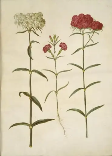 Dianthus barbatus (studenter-nellike); Dianthus (art af nellike)