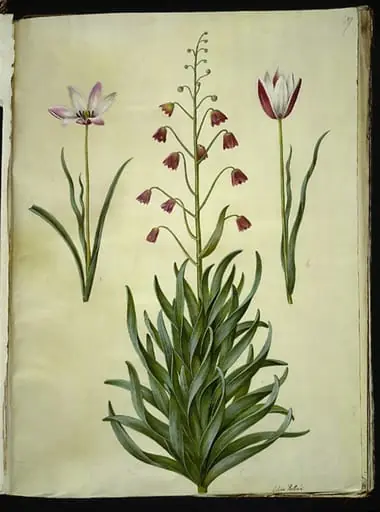 Tulipa clusiana (clusius-tulipan); Fritillaria persica (persisk fritillaria)
