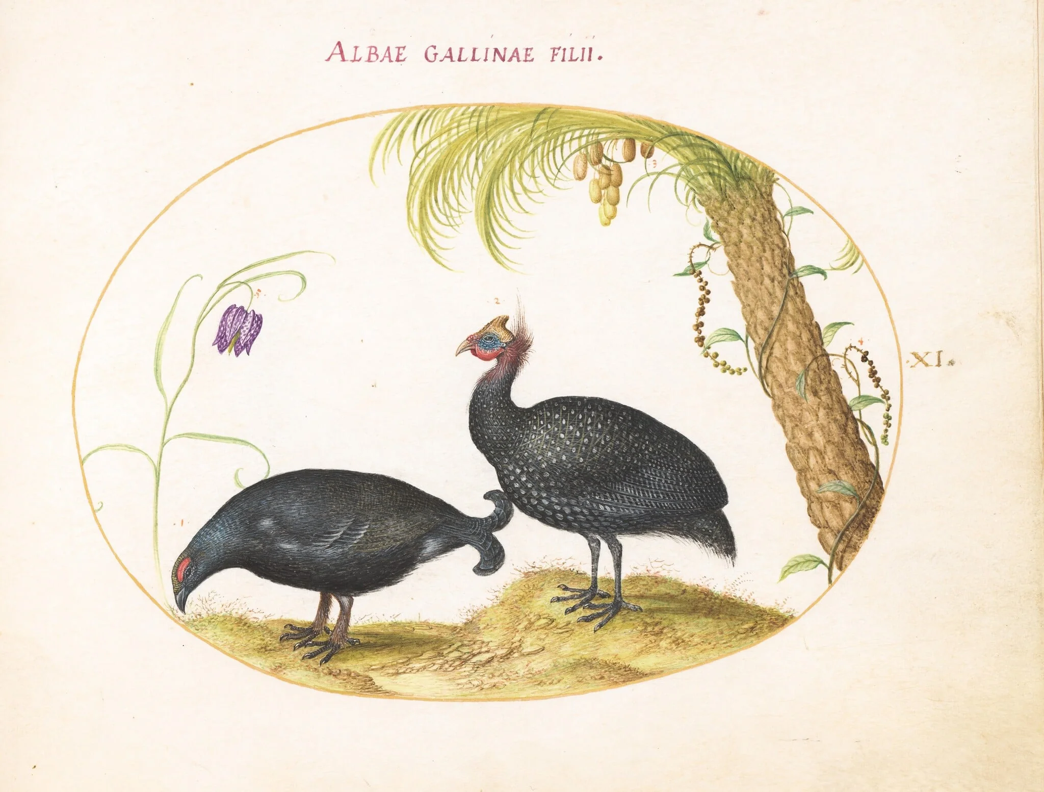 Plate 11: A Caucasian Grouse and a Helmeted Guineafowl, by Joris Hoefnagel, gouache, 1594