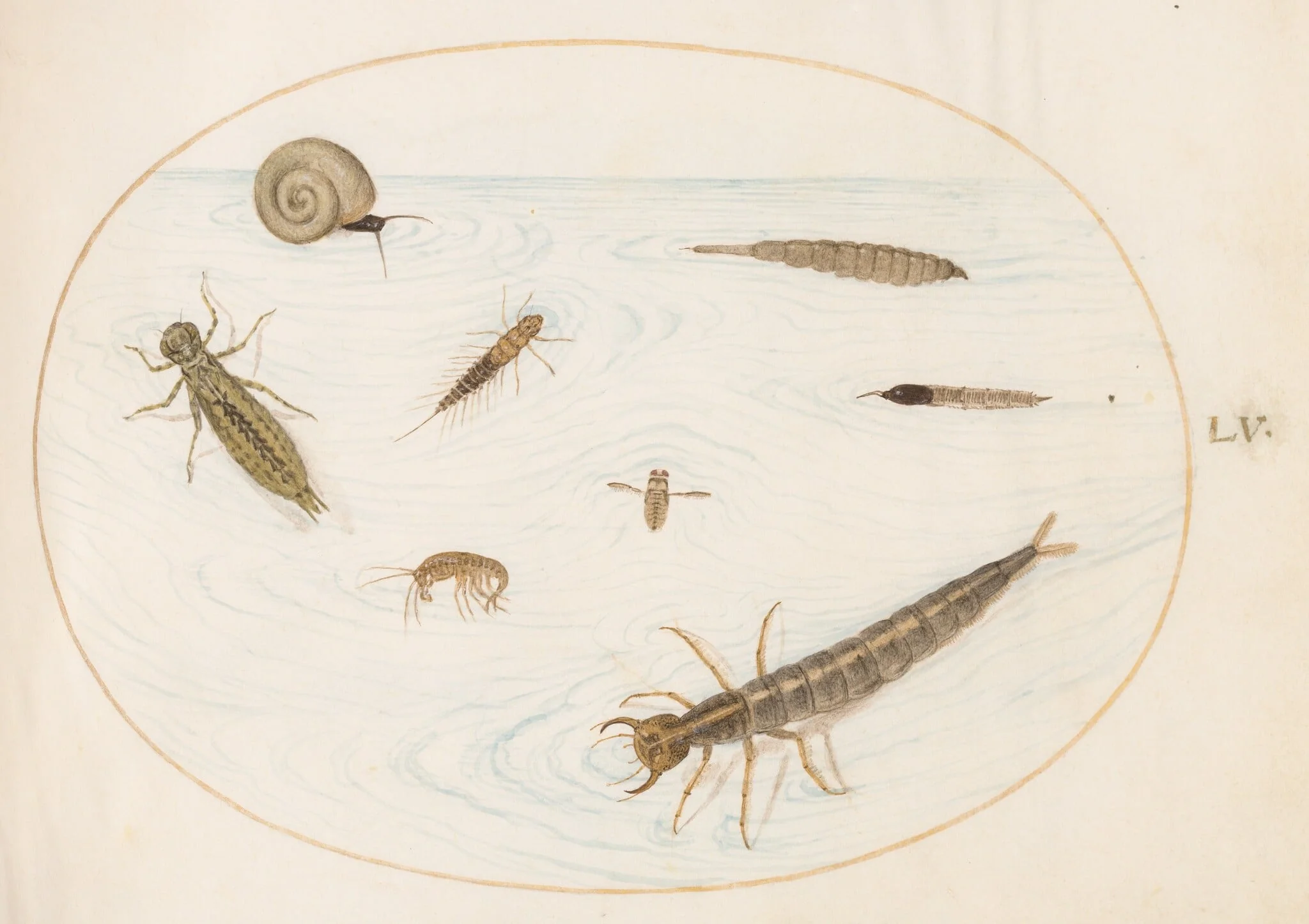 Plate 55: Aquatic Insects and Invertebrates, Including a Snail, by Joris Hoefnagel, gouache, 1594