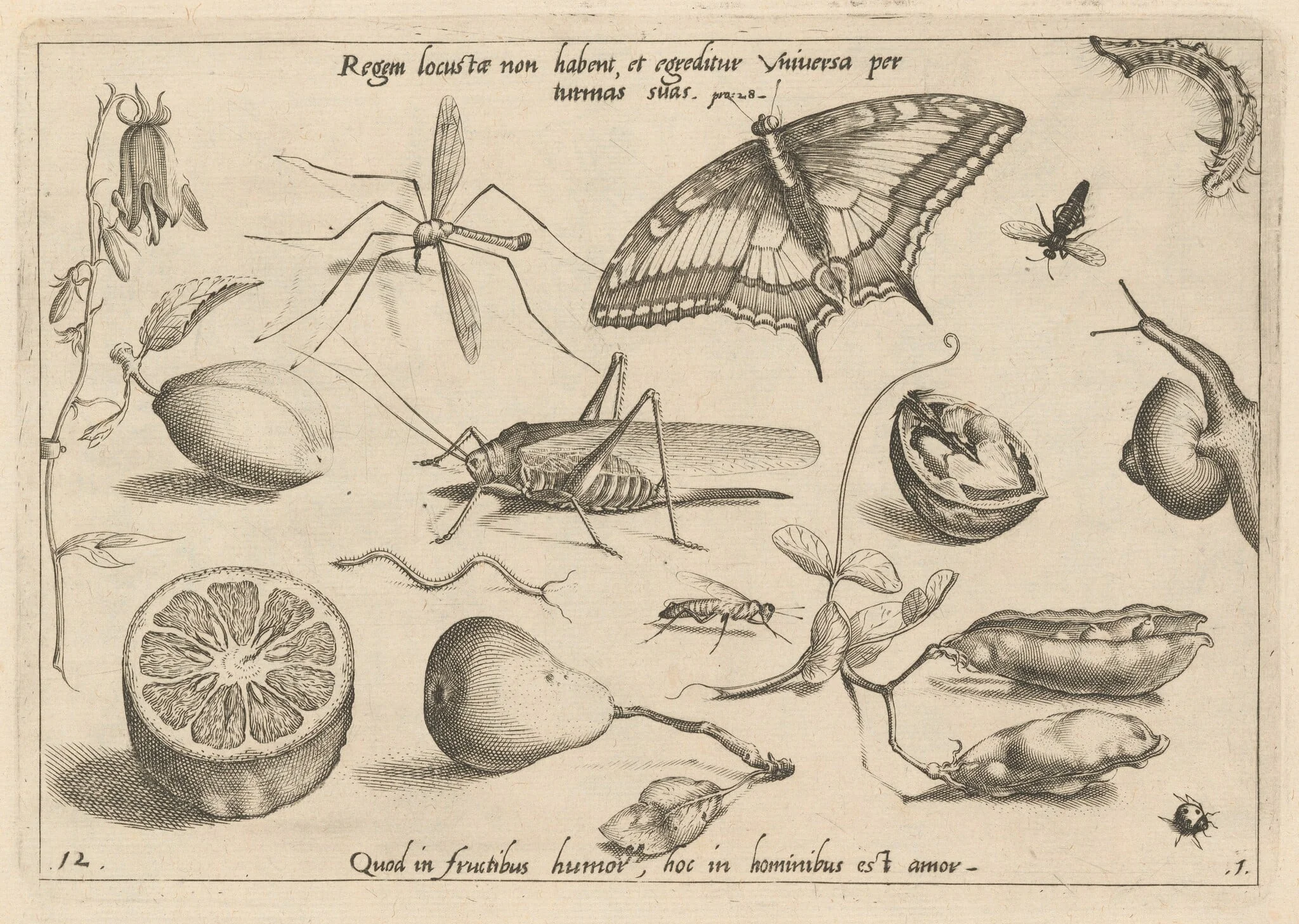 Archetypa studiaque patris Georgii Hoefnagelii [Part 1, Plate 12], by Jacob Hoefnagel, ink, 1592