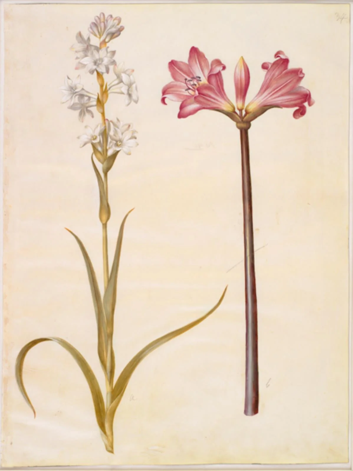 Polianthes tuberosa (tuberose); Amaryllis belladonna (belladonnalilje)