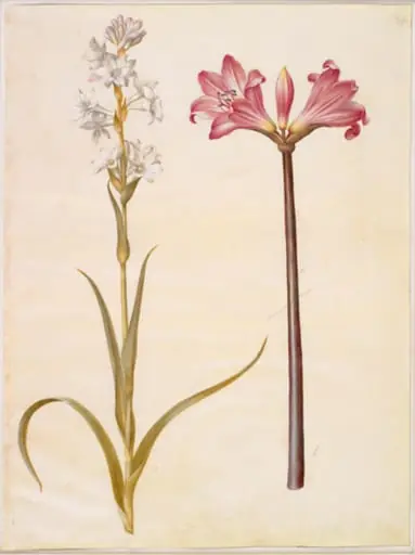 Polianthes tuberosa (tuberose); Amaryllis belladonna (belladonnalilje)