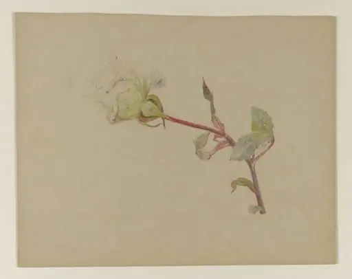 White rose