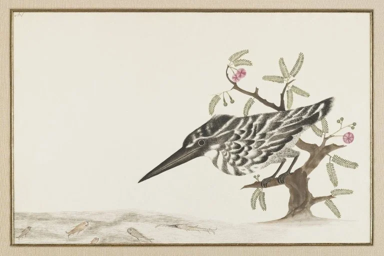 A Kingfisher Watching Fish, by Unknown, unspecified, 1750