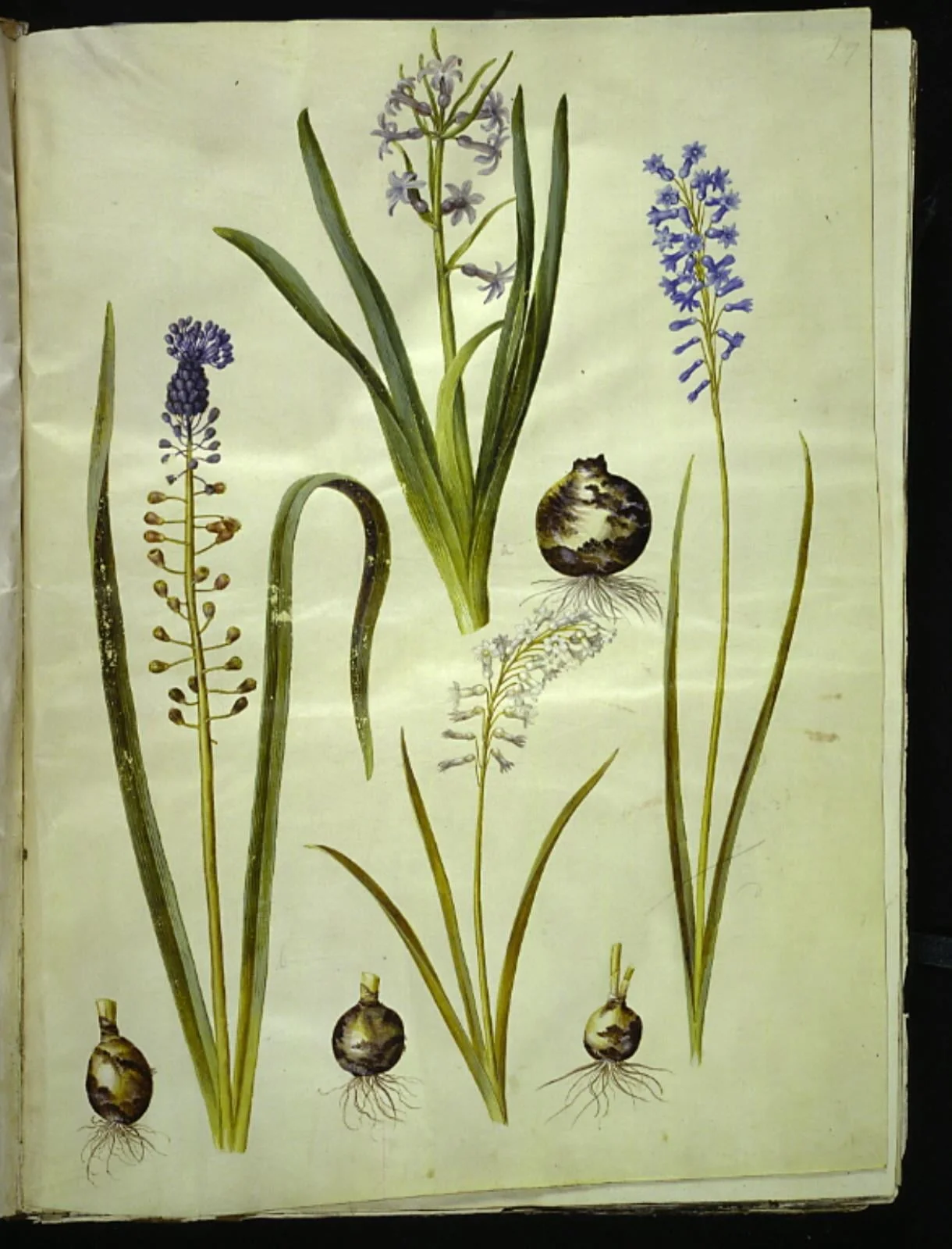 Hyacinthus orientalis (almindelig hyacint); Muscari comosum (duskhyacint); Brimeura amethystina (pyrenæisk hyacint), by Unknown, unspecified, 1654